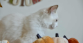 Ragdoll
