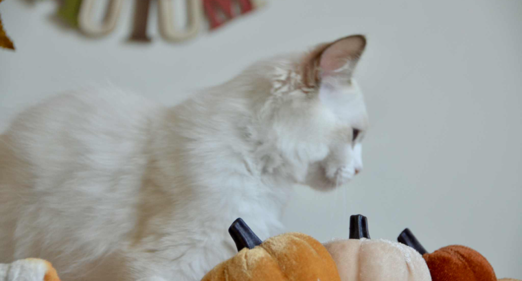 Ragdoll