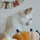 Ragdoll