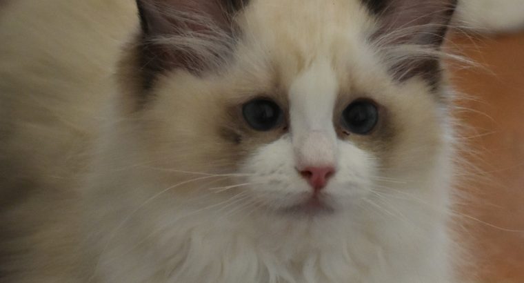 Bájos, doromboló Ragdoll kislány