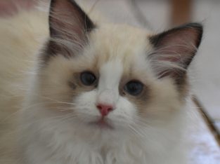 Bájos, doromboló Ragdoll kislány