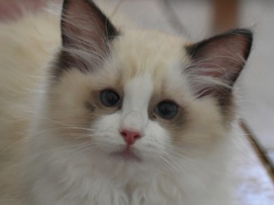 Bájos, doromboló Ragdoll kislány