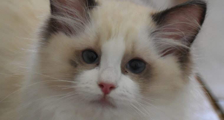 Bájos, doromboló Ragdoll kislány