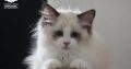 Bájos, doromboló Ragdoll kislány