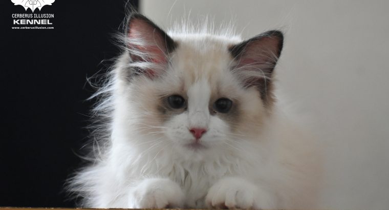 Bájos, doromboló Ragdoll kislány