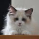 Bájos, doromboló Ragdoll kislány