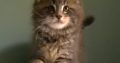 Dús bundás Maine coon fiú