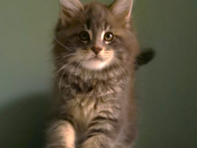 Dús bundás Maine coon fiú