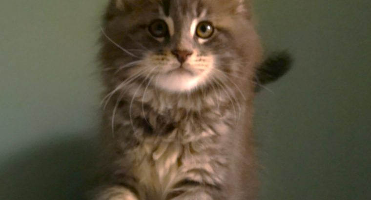 Dús bundás Maine coon fiú