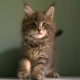 Dús bundás Maine coon fiú