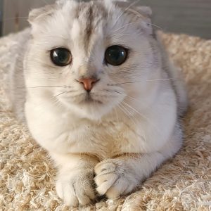 Profilkép kiválasztása