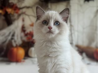 Ragdoll cica lány eladó
