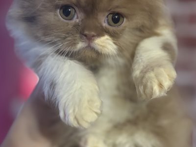 Fahèj bicolor brit kandúrka