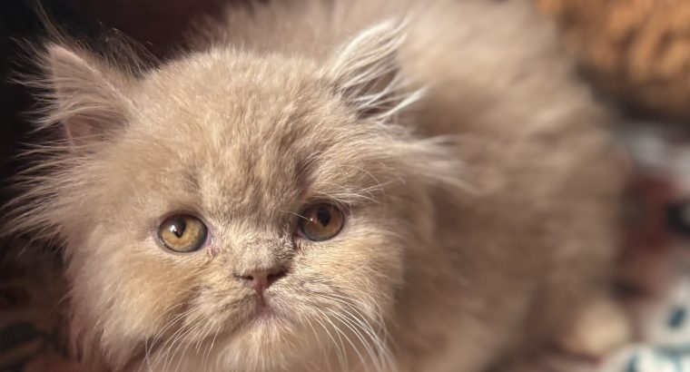 Fawn bicolor brit kislàny