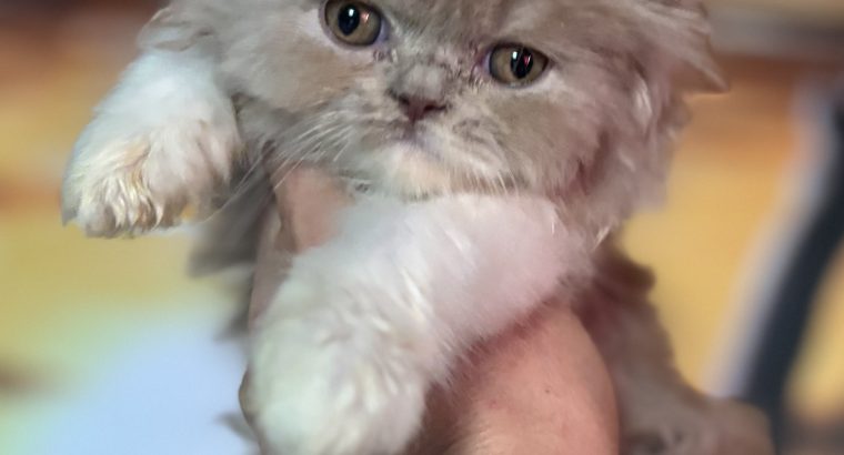 Fawn bicolor brit kislàny