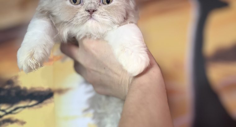 Fawn bicolor brit kislàny