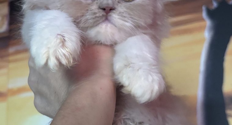 Fawn bicolor brit kislàny