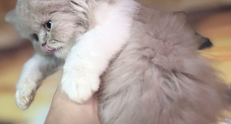 Fawn bicolor brit kislàny