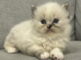 Ragdoll kislány