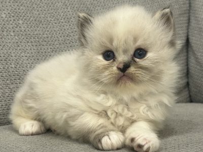 Ragdoll kislány