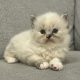 Ragdoll kislány