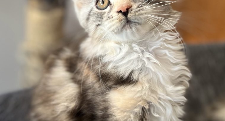 Vica-cica foglalható