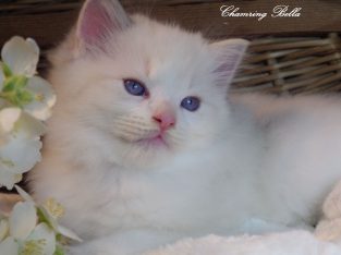 Ragdoll Boy – Kansas💖😍