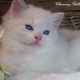 Ragdoll Boy – Kansas💖😍