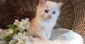 Ragdoll Boy – Kansas💖😍