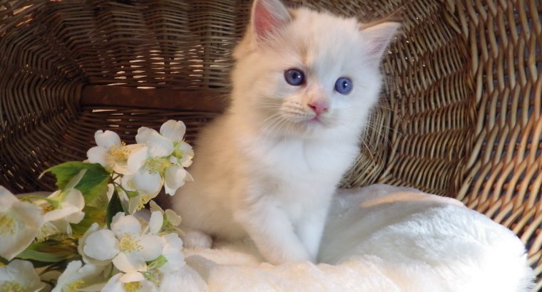Ragdoll Boy – Kansas💖😍
