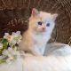 Ragdoll Boy – Kansas💖😍