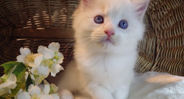 Ragdoll Boy – Kansas💖😍