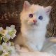 Ragdoll Boy – Kansas💖😍