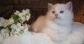 Ragdoll Boy – Kansas💖😍