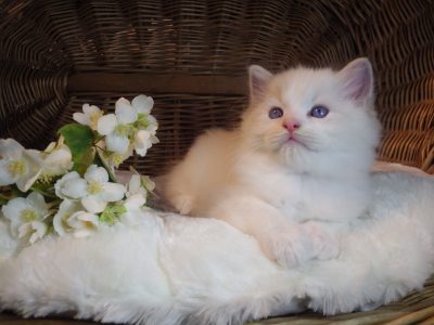 Ragdoll Boy – Kansas💖😍