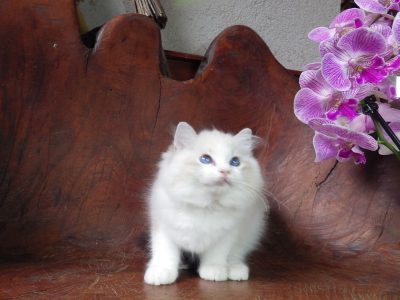 Ragdoll cica! Linzy girl! 💖💖😍