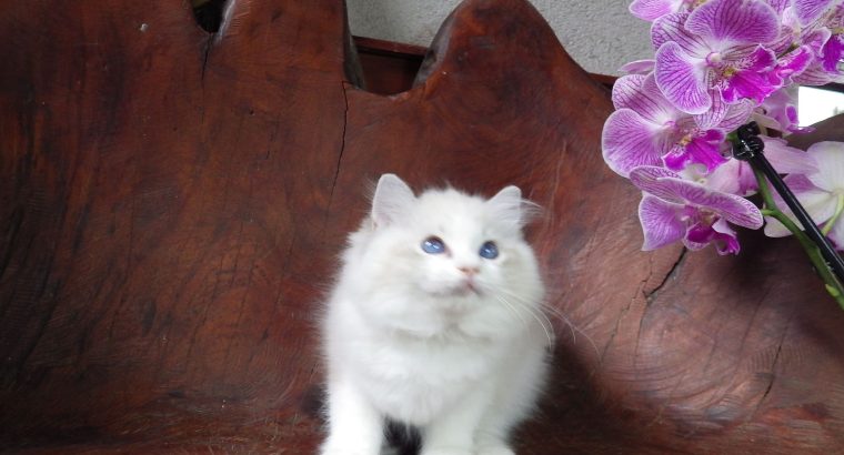 Ragdoll cica! Linzy girl! 💖💖😍