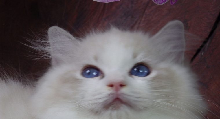 Ragdoll cica! Linzy girl! 💖💖😍