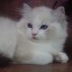 Ragdoll cica! Linzy girl! 💖💖😍
