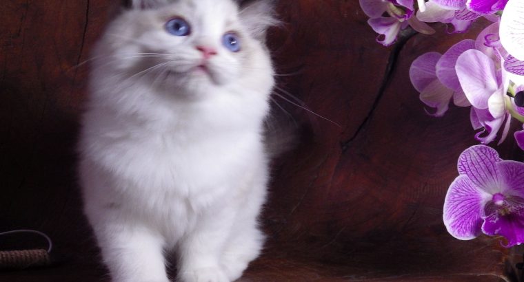 Ragdoll cica London! 💖😇