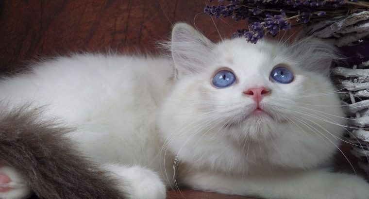 Ragdoll cica London! 💖😇