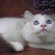 Ragdoll cica London! 💖😇