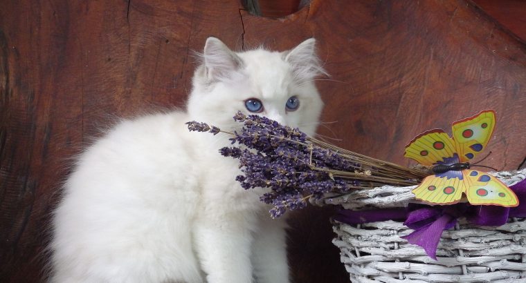 Ragdoll cica London! 💖😇