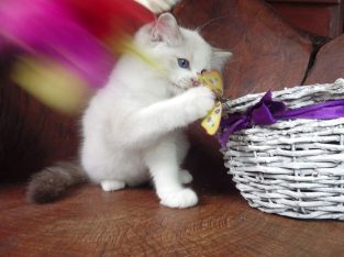 Ragdoll cica London! 💖😇