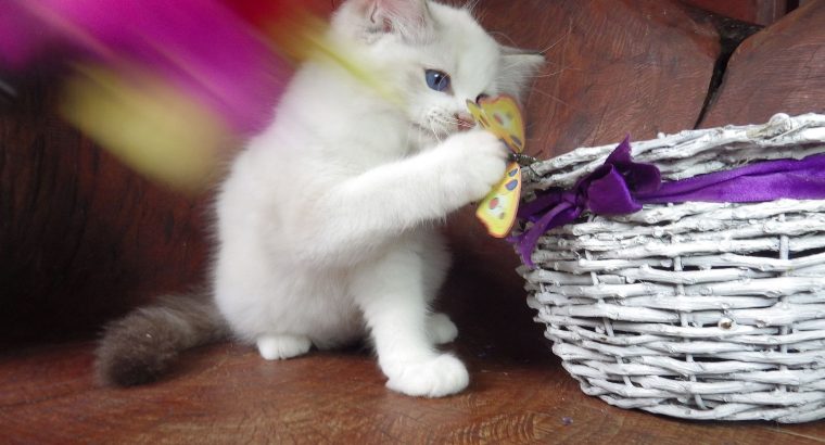 Ragdoll cica London! 💖😇
