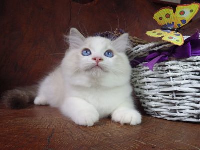 Ragdoll cica London! 💖😇