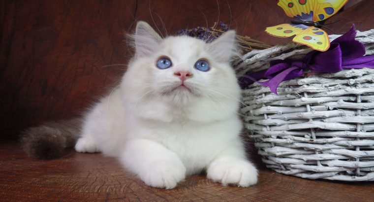 Ragdoll cica London! 💖😇