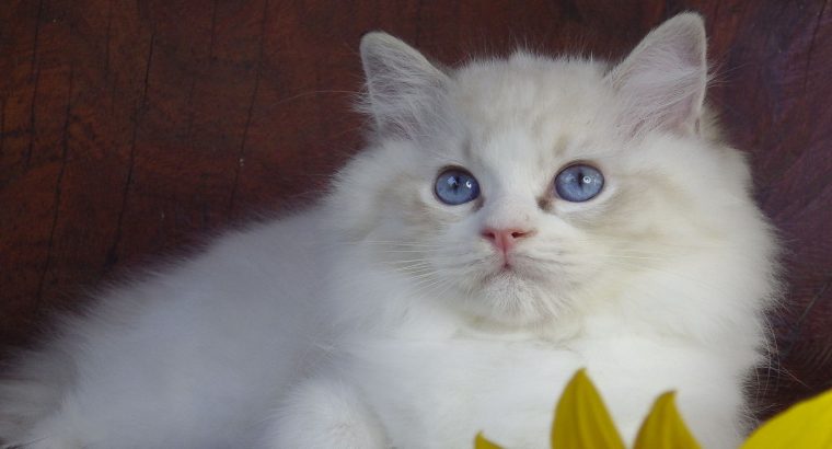 Maya Ragdoll cat! 💖😍😇