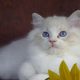 Maya Ragdoll cat! 💖😍😇