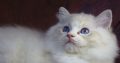 Maya Ragdoll cat! 💖😍😇